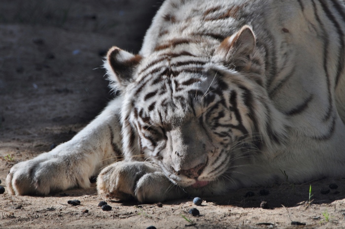 white tiger